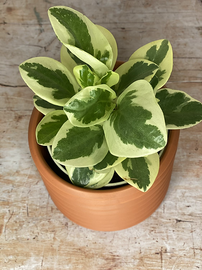 Peperomia Obtusifolia Variegata