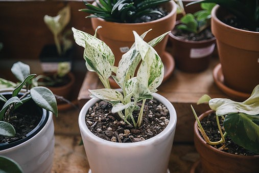 Epipremnum aureum "Snow Queen" pothos