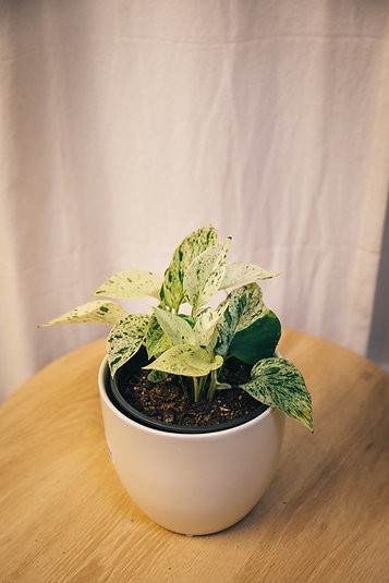 Epipremnum aureum "Snow Queen" pothos