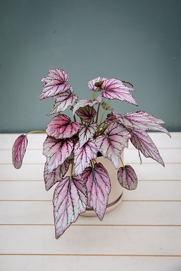 Begonia 'purple splash'