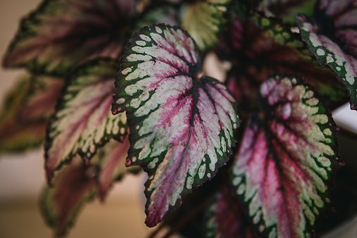 Begonia 'purple splash'