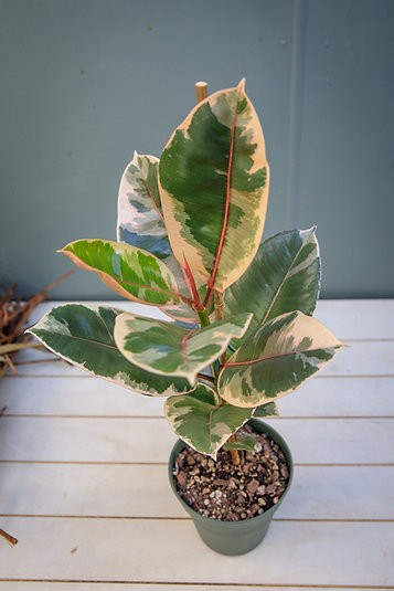 Ficus elastica "Ruby"