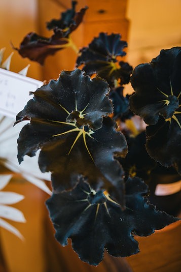 Begonia "Black Mamba"