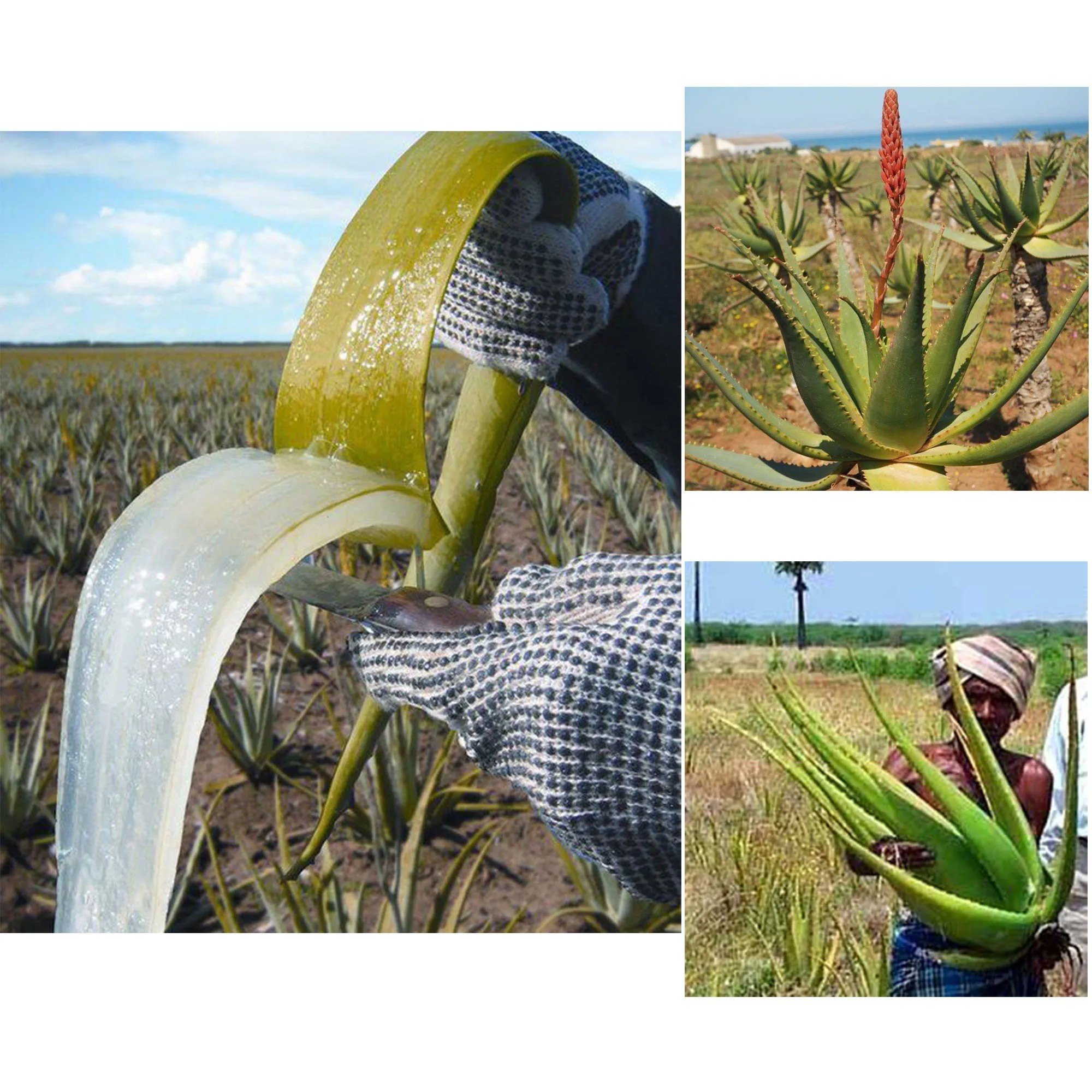 Artisanal Traditional Powerful Hair Nourishing Oil  Promoting Long, Natural Hair Growth