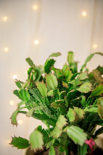Schlumbergera truncatus "Thanksgiving Cactus"