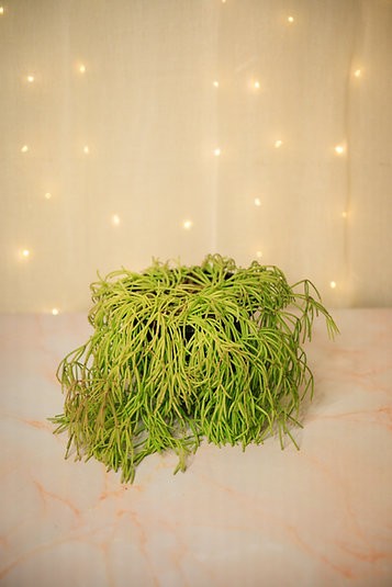 Rhipsalis capilliformis "old man's beard cactus"