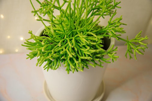 Rhipsalis cereuscula "Coral Cactus"