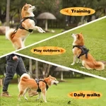 Harness and Retractable Leash Set All-in-One