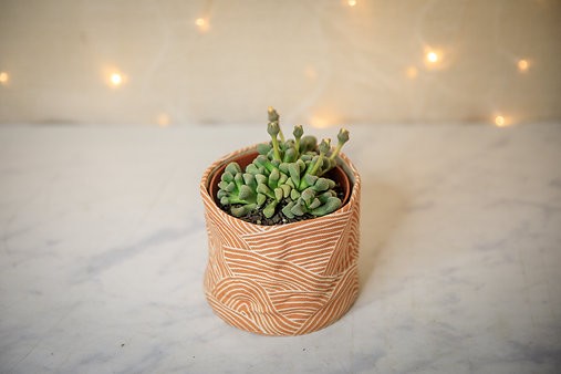 Titanopsis Schwantesii