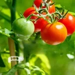 Plant Support Clips(100PCS)