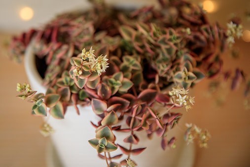 Calico Kitten - Crassula Marginalis Rubra Variegata