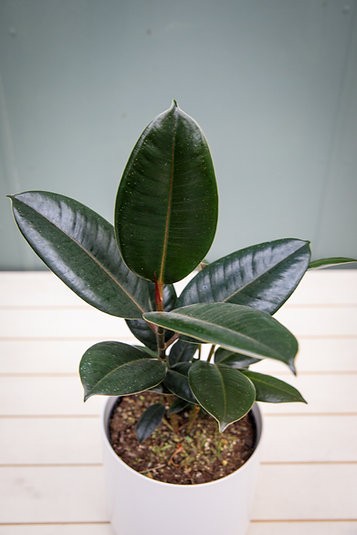 Ficus Elastica "Burgundy" Rubber Tree
