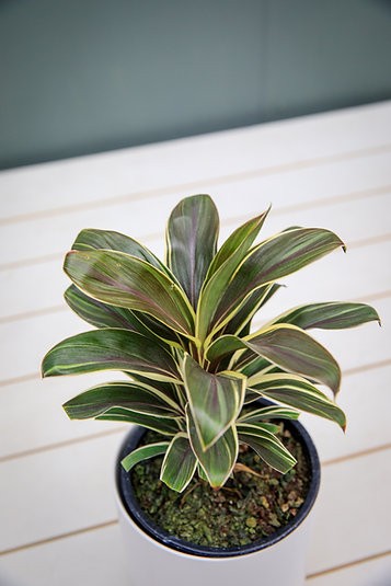 Cordyline Terminalis "Chocolate Queen"