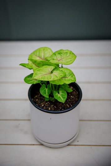 Syngonium "Golden Illusion"