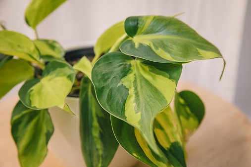 Philodendron Hederaceum 'Brasil'