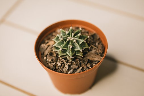 Plaid cactus - Gymnocalycium stenopleurum