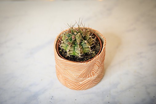Plaid cactus - Gymnocalycium stenopleurum