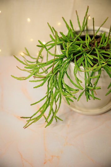 Rhipsalis paradoxa cactus