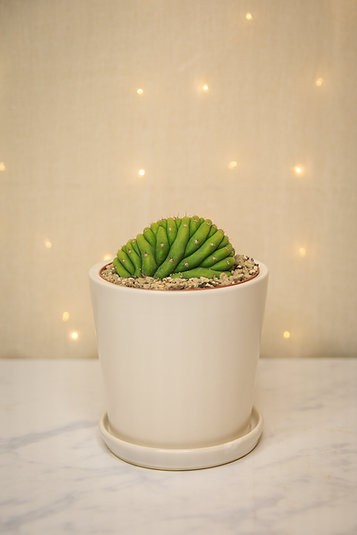 Crested San Pedro Cactus (Trichocereus pachanoi)