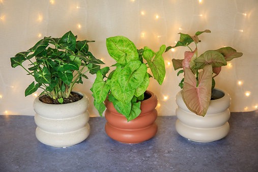 Milan curved cover pot