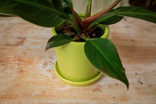 Classic Planter with Saucer