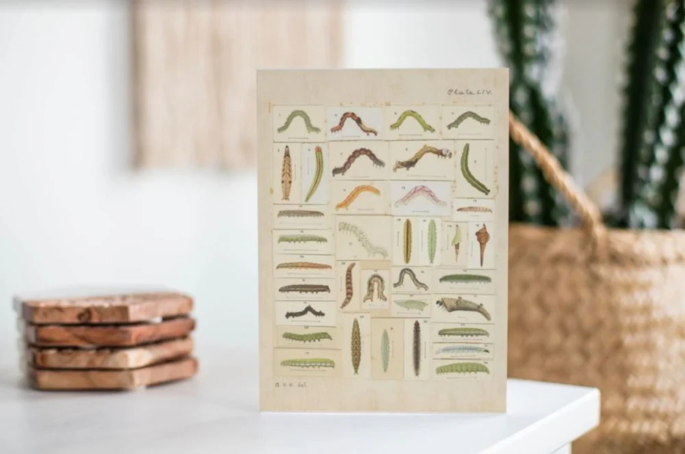 G.V. Hudson - Card - Plate LIV. A supplement to the butterflies and moths of New Zealand.; circa 1938