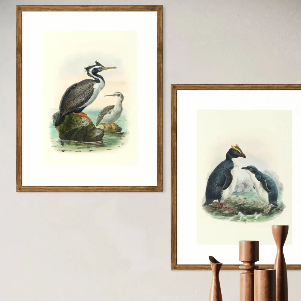 Johannes Keulemans - Print - Spotted Shag - Kawau Tikitiki