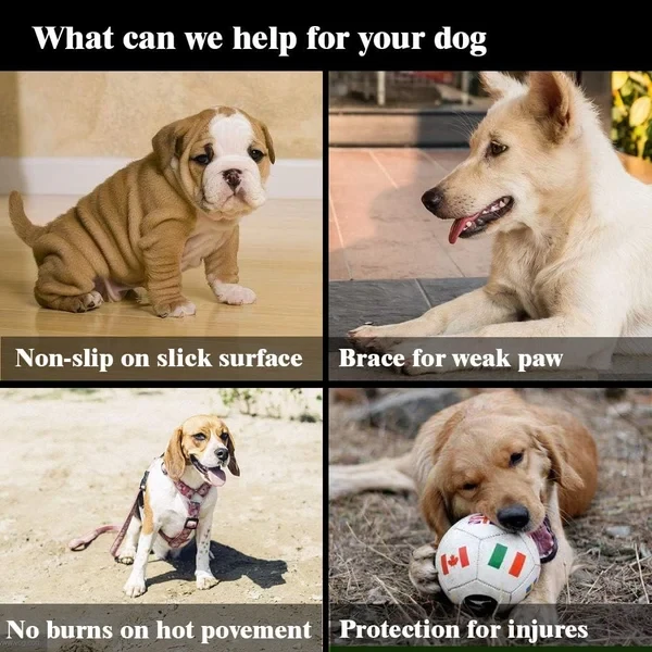 Dog Paw Protection