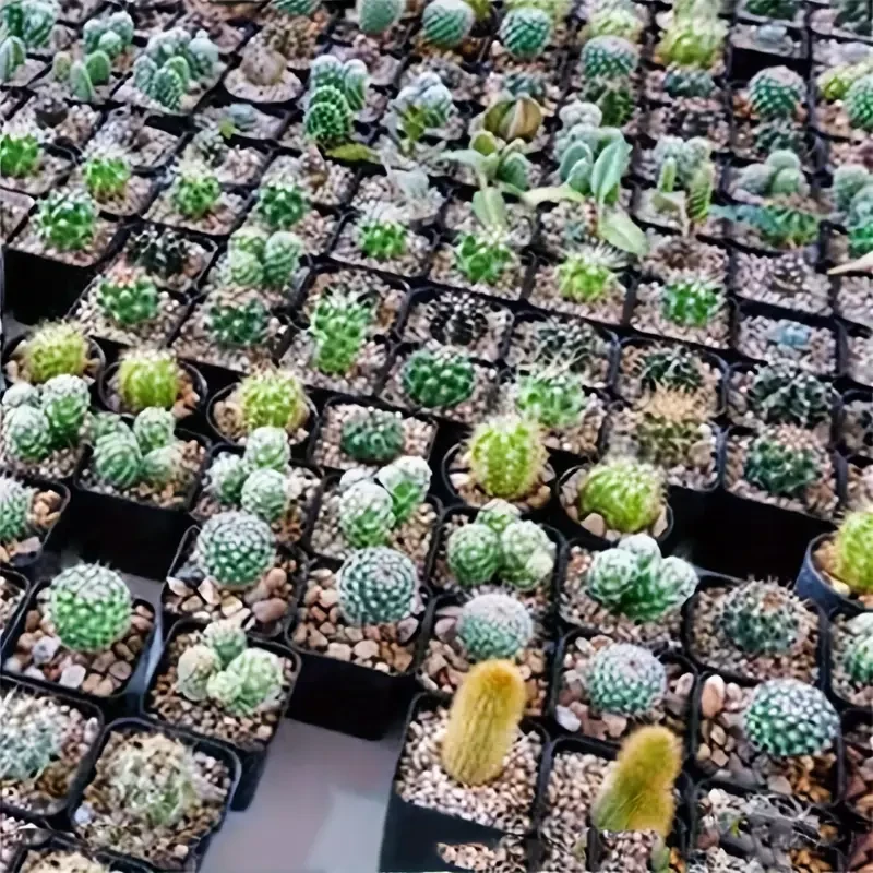 100PCS Unfinished Plastic Square Mini Pots