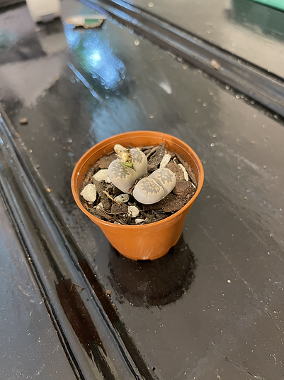 Mutant lithops