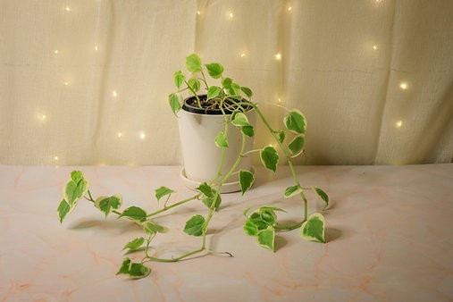 Pet-friendly houseplant bundle