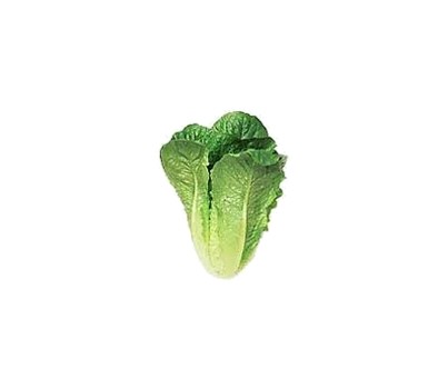 LETTUCE COS HYDRO (PER HEAD) - [PRODUCE]