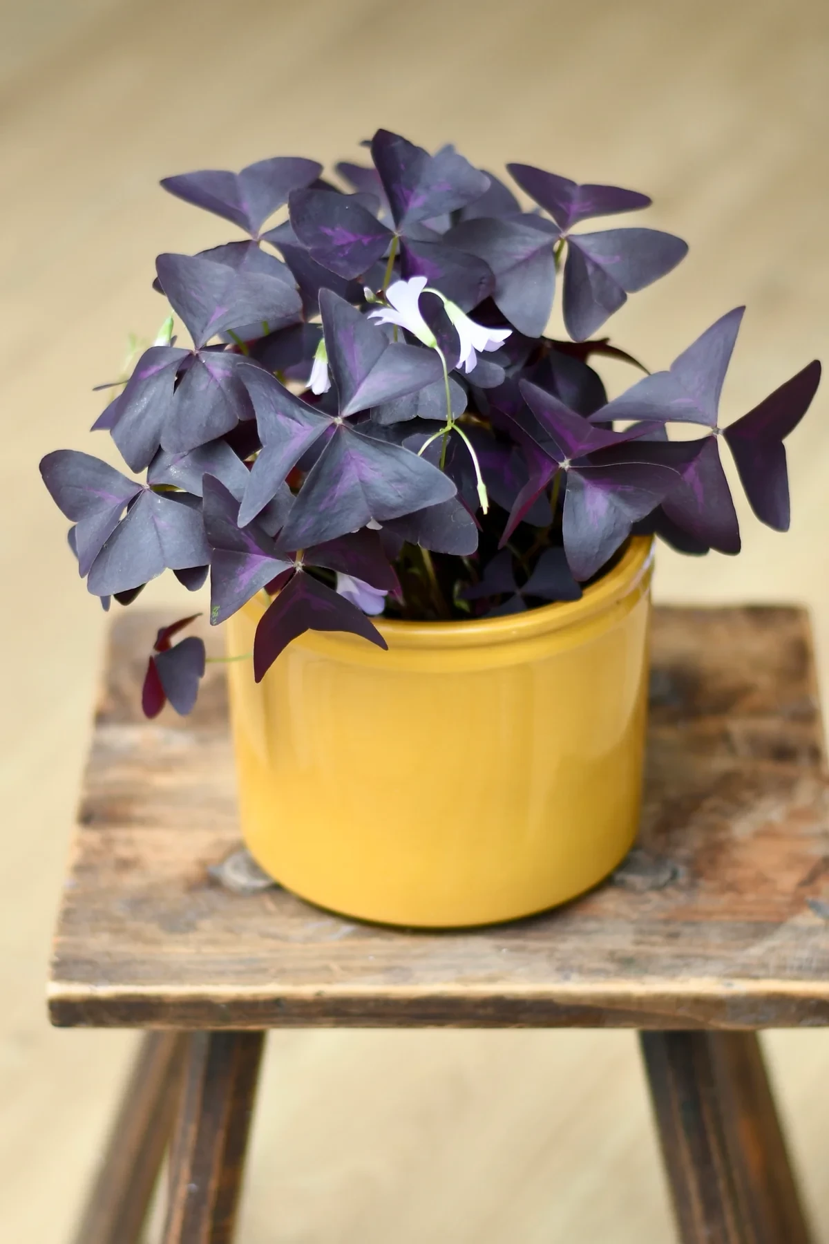 Oxalis Triangularis (purple shamrock, false shamrock)
